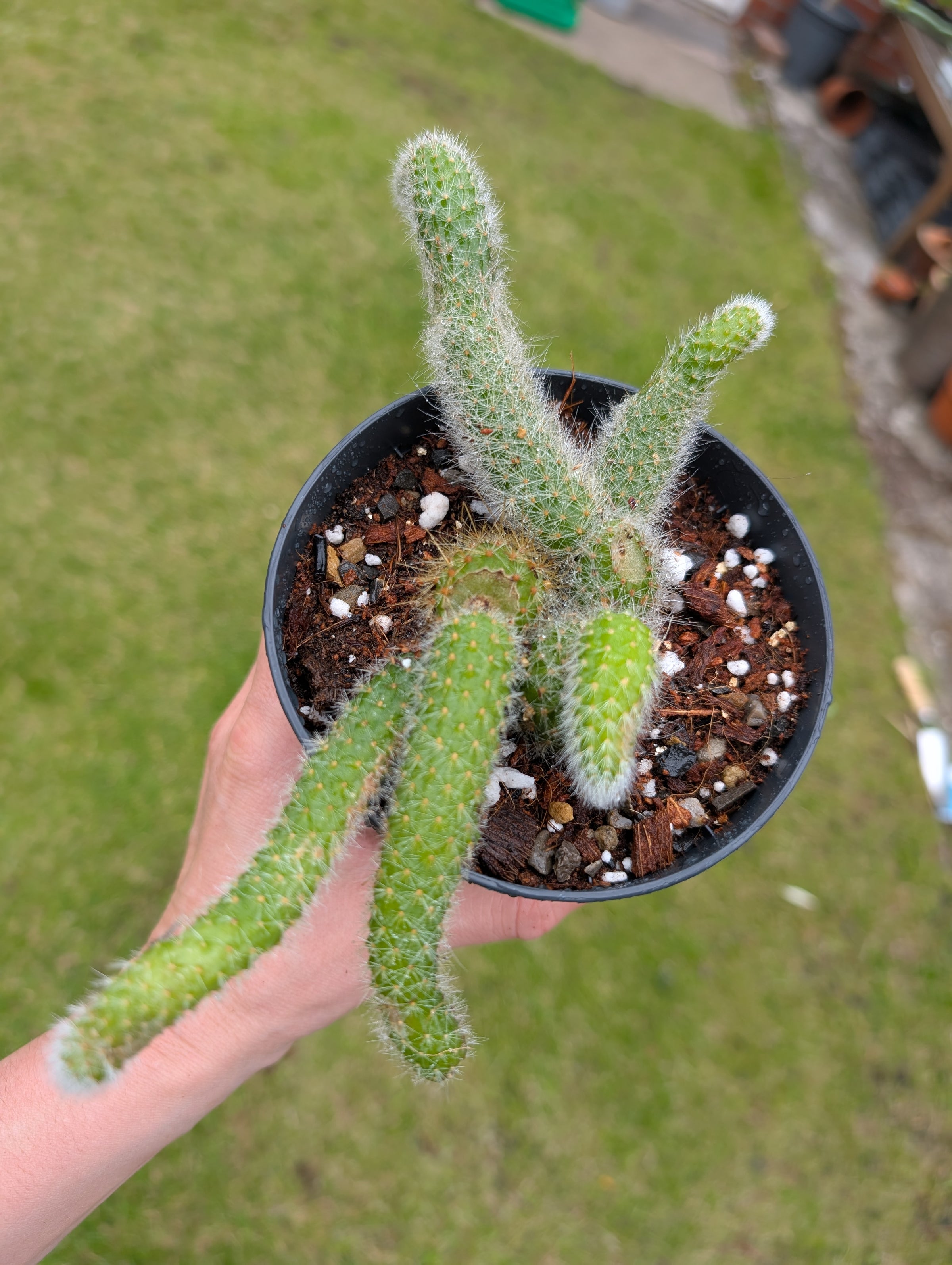 Monkey tail' cactus Hildewintera Colademonis | Fox Botanics