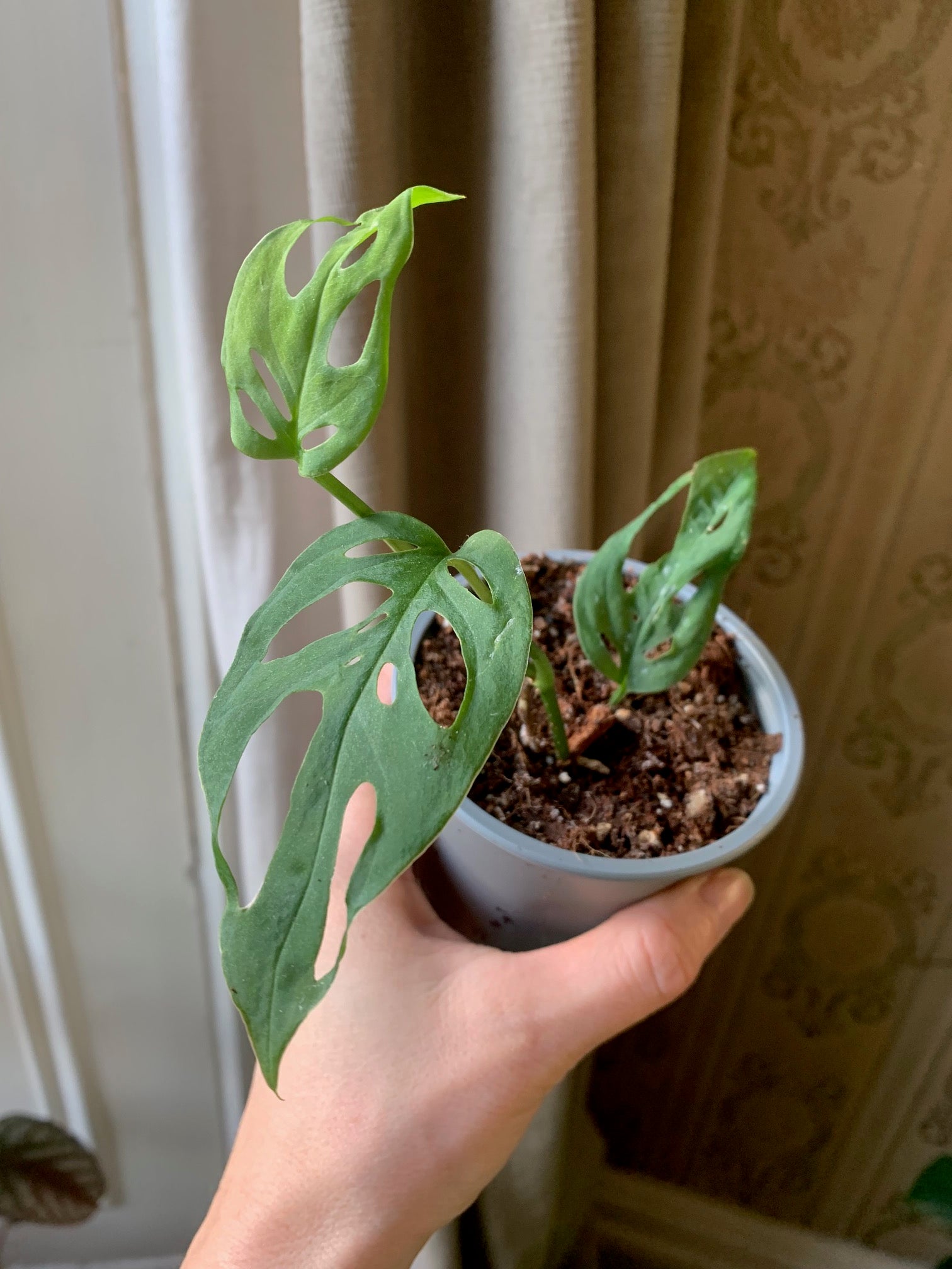 Monstera Esqueleto | Fox Botanics