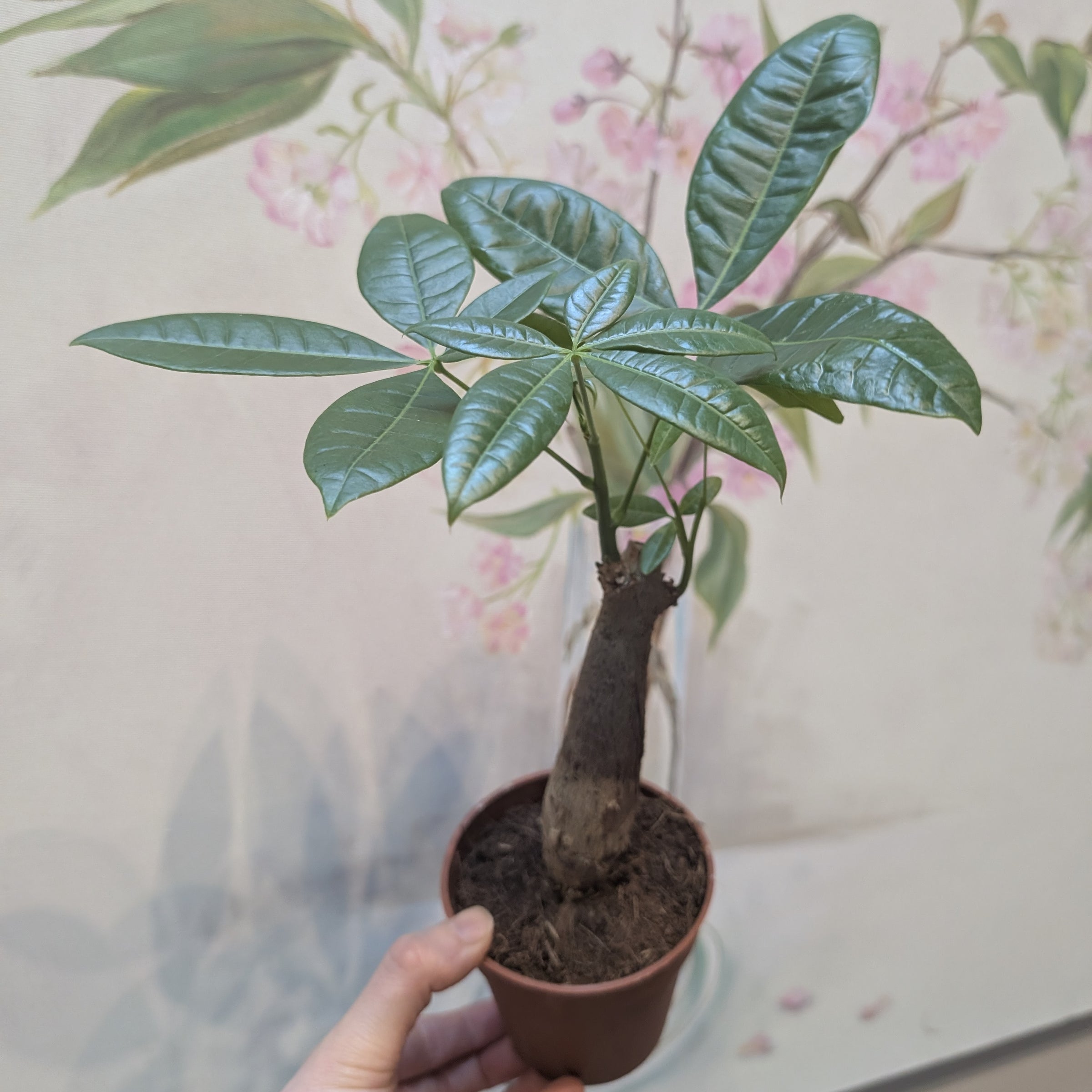 plectranthus ernstii bonsai Bonsai Mint Plant | Plectranthus Ernstii main image 0