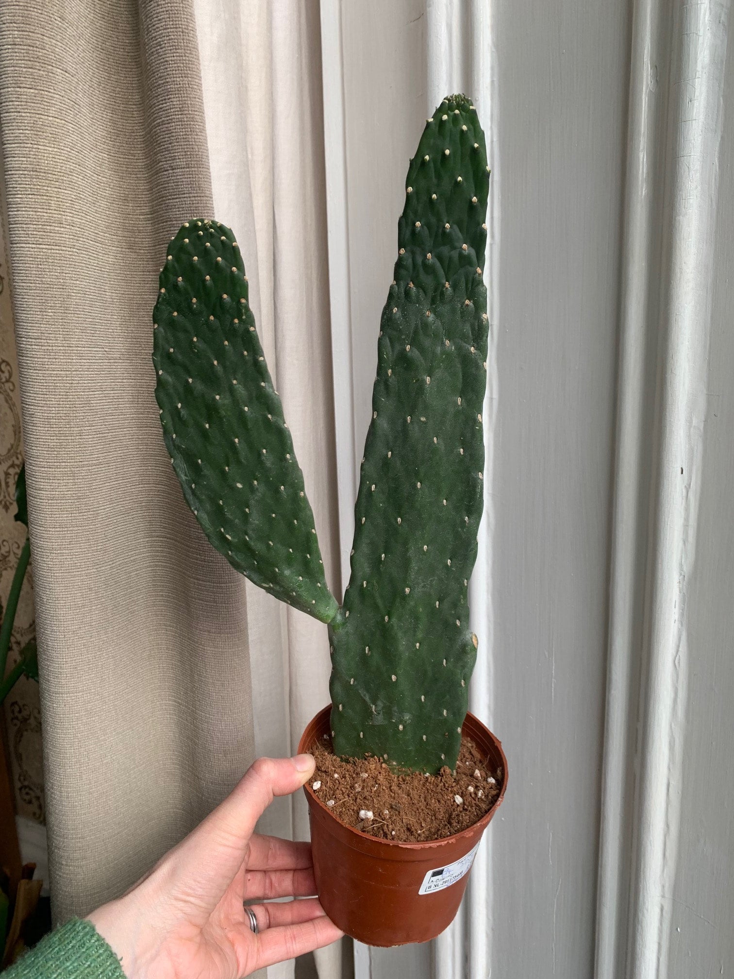 Opuntia Consolea 'Prickly Pear' Cactus | Fox Botanics