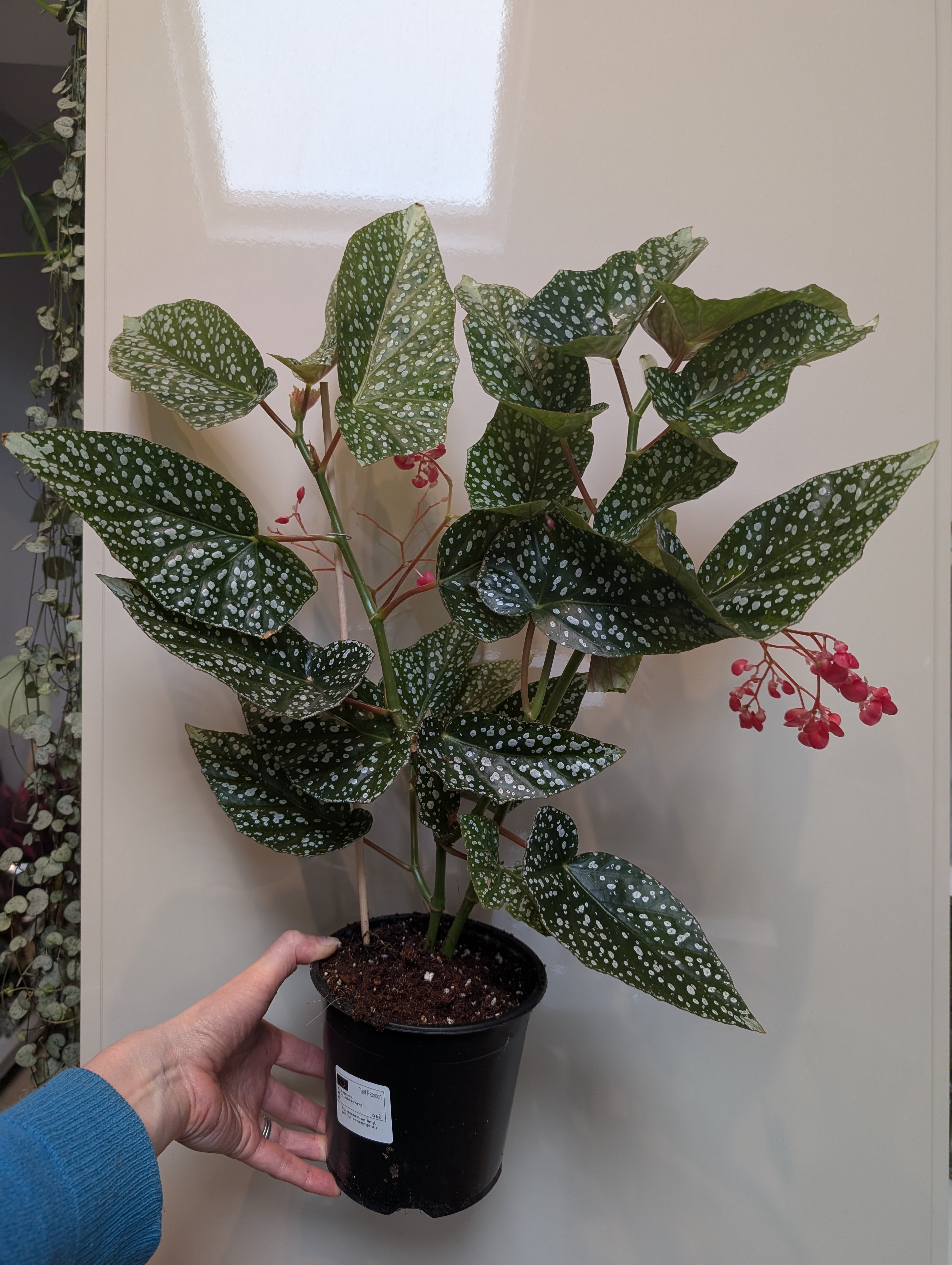 05 New Begonia Snow Capped Variegated ベゴニア スノーキャップ