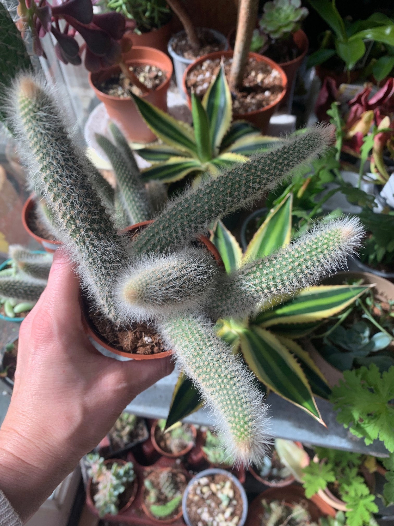 Monkey tail' cactus Hildewintera Colademonis | Fox Botanics