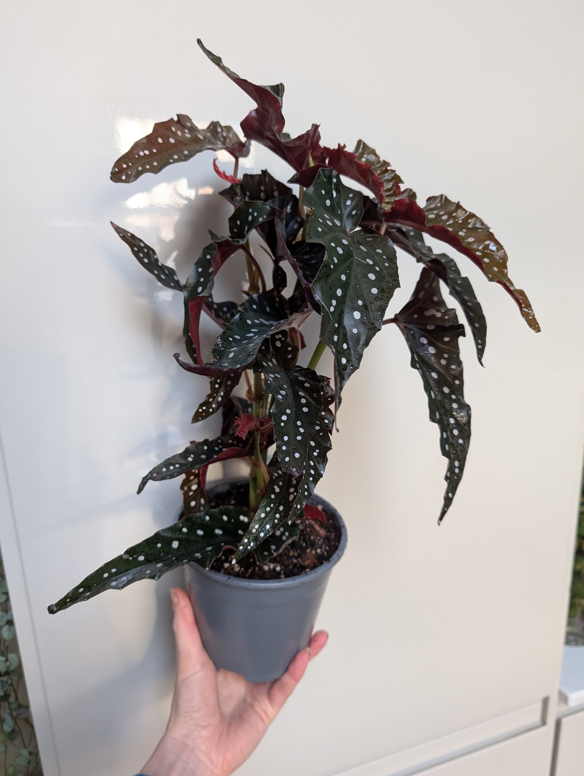 Begonia maculata 'Black Forest' | Fox Botanics