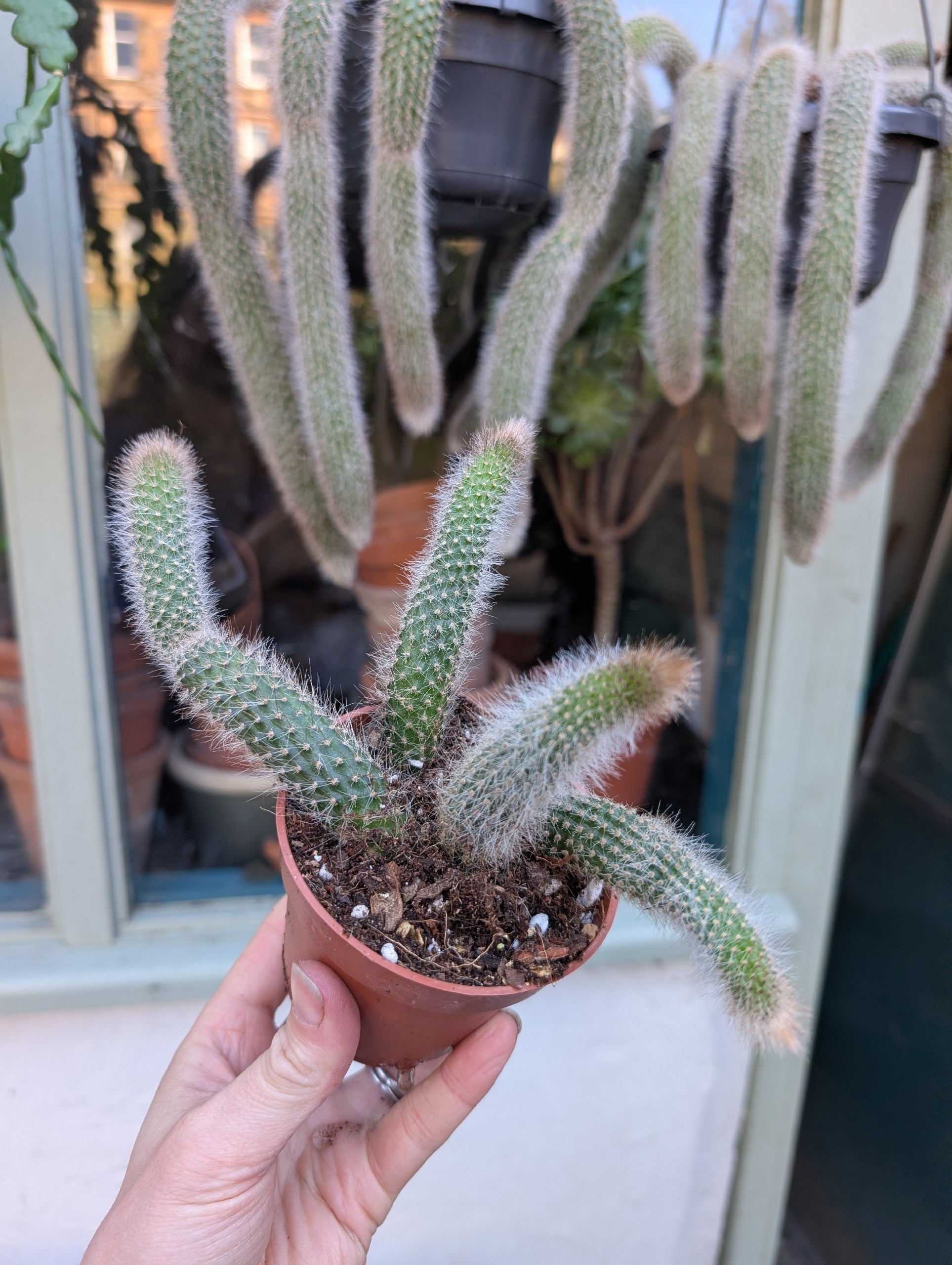 Monkey tail' cactus Hildewintera Colademonis | Fox Botanics