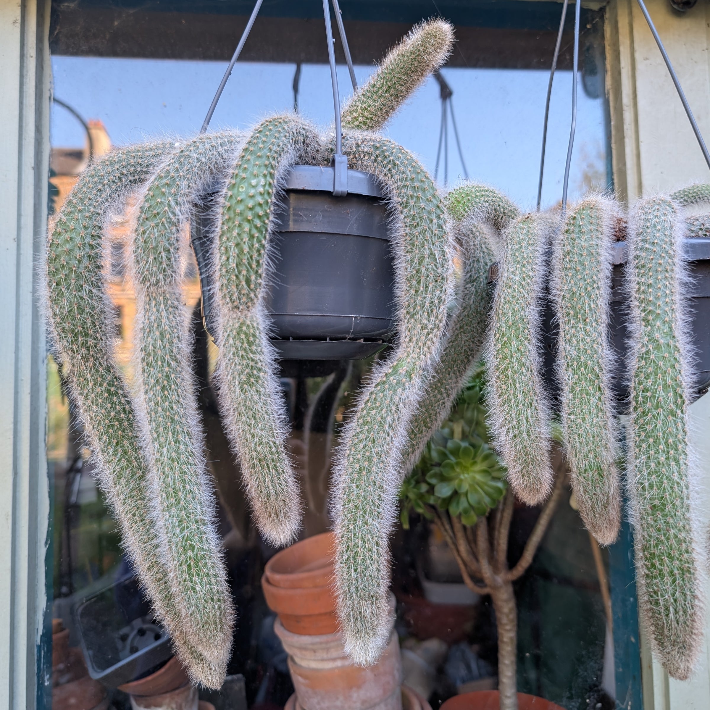 Monkey tail' cactus Hildewintera Colademonis | Fox Botanics