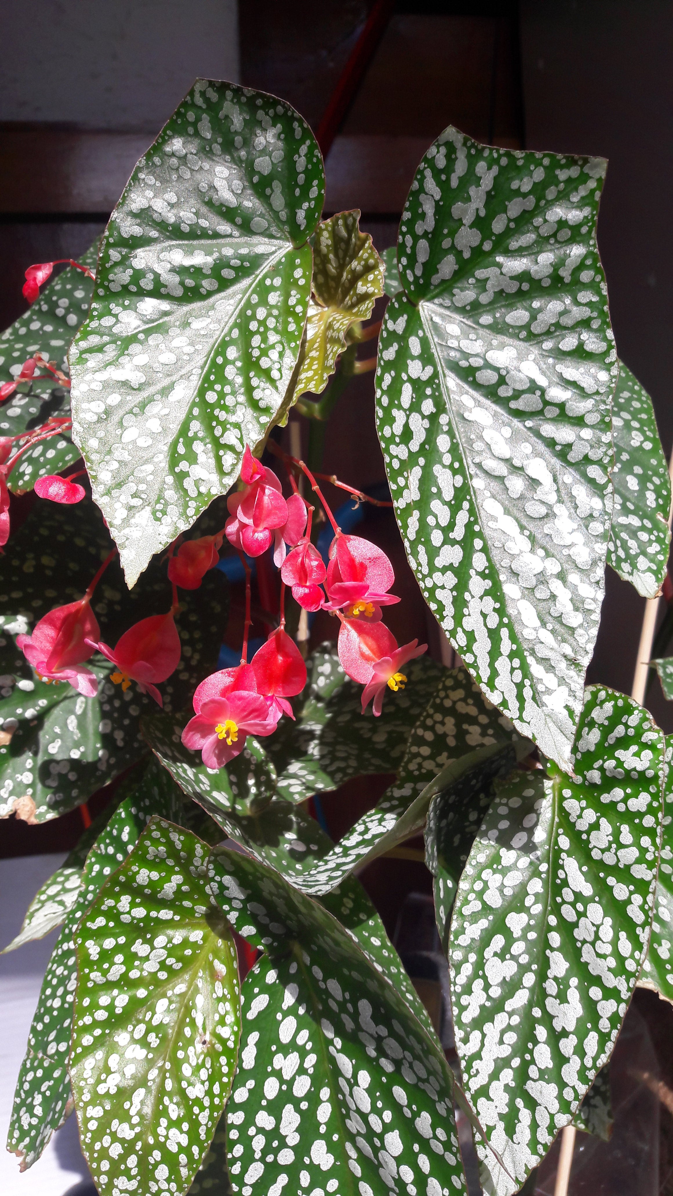 05 New Begonia Snow Capped Variegated ベゴニア スノーキャップ