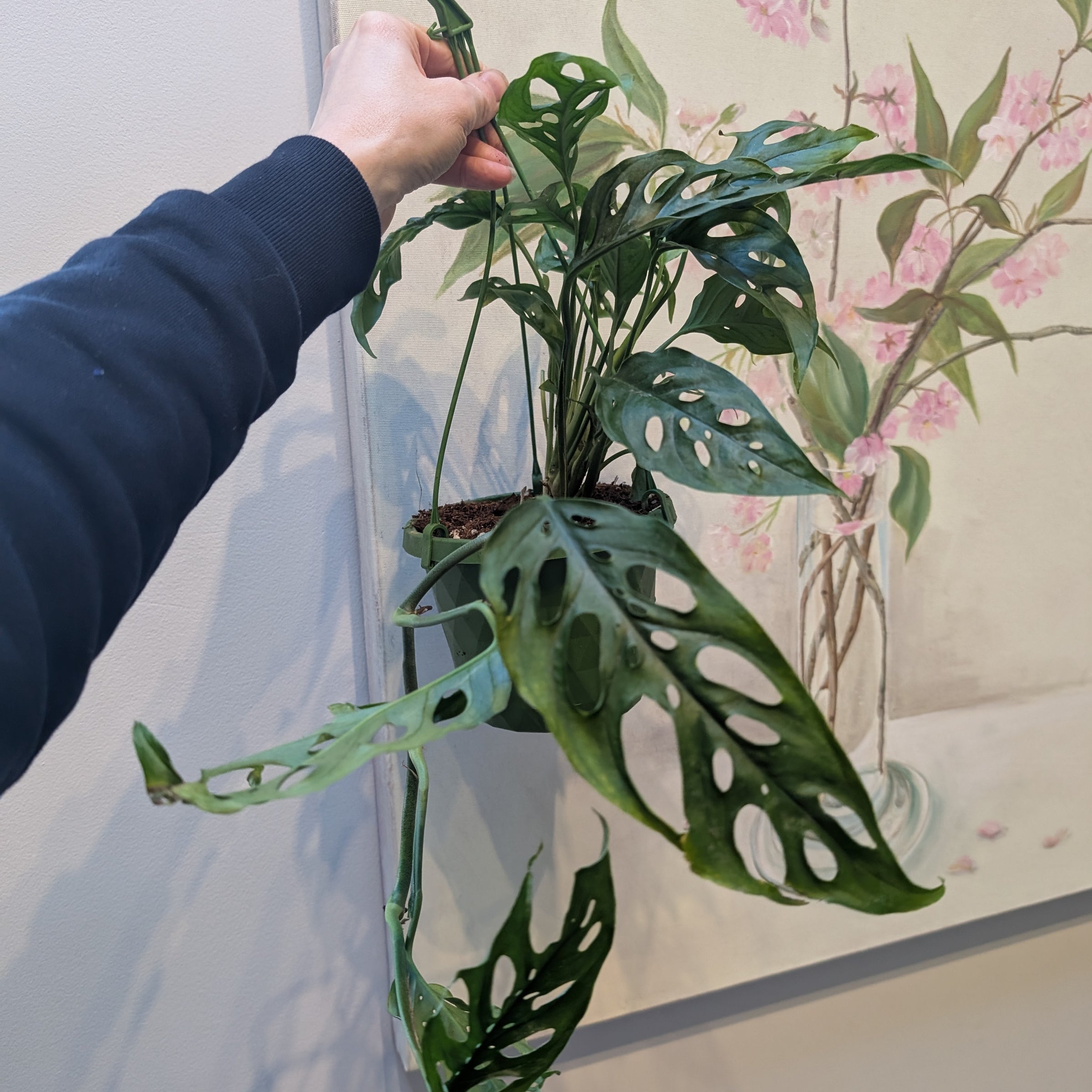 Monstera obliqua leichtlinii | Fox Botanics
