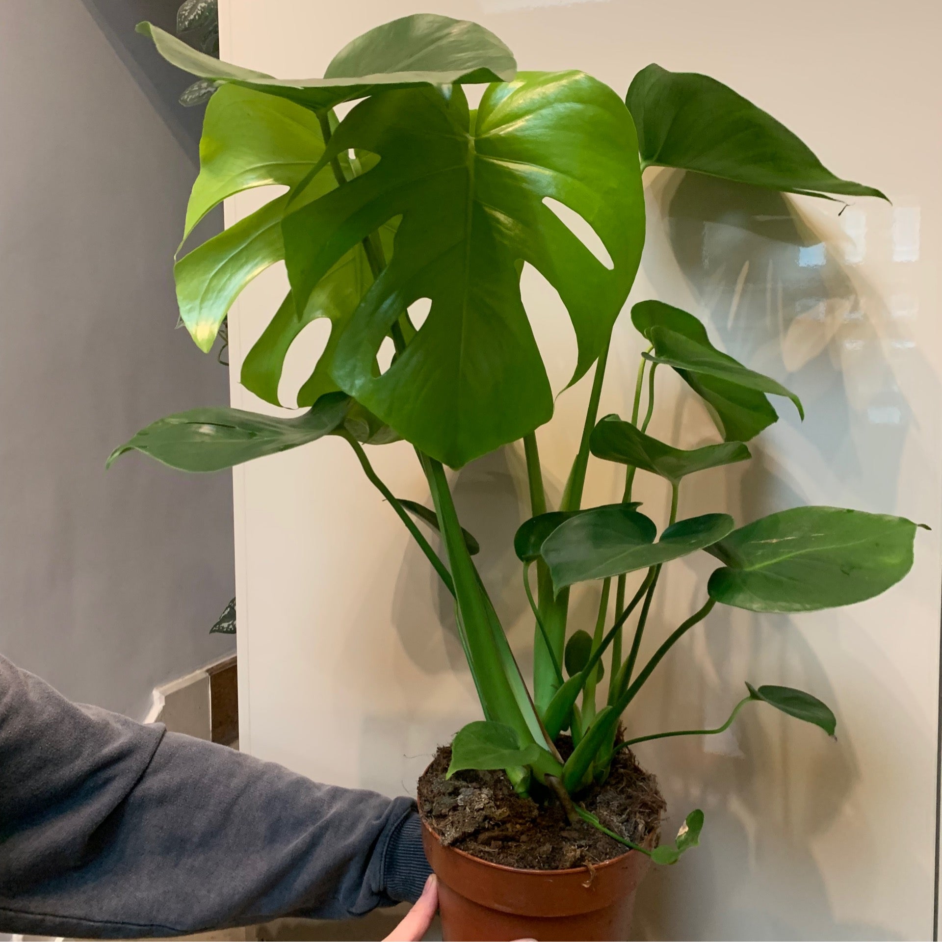 Large Monstera Deliciosa | Fox Botanics