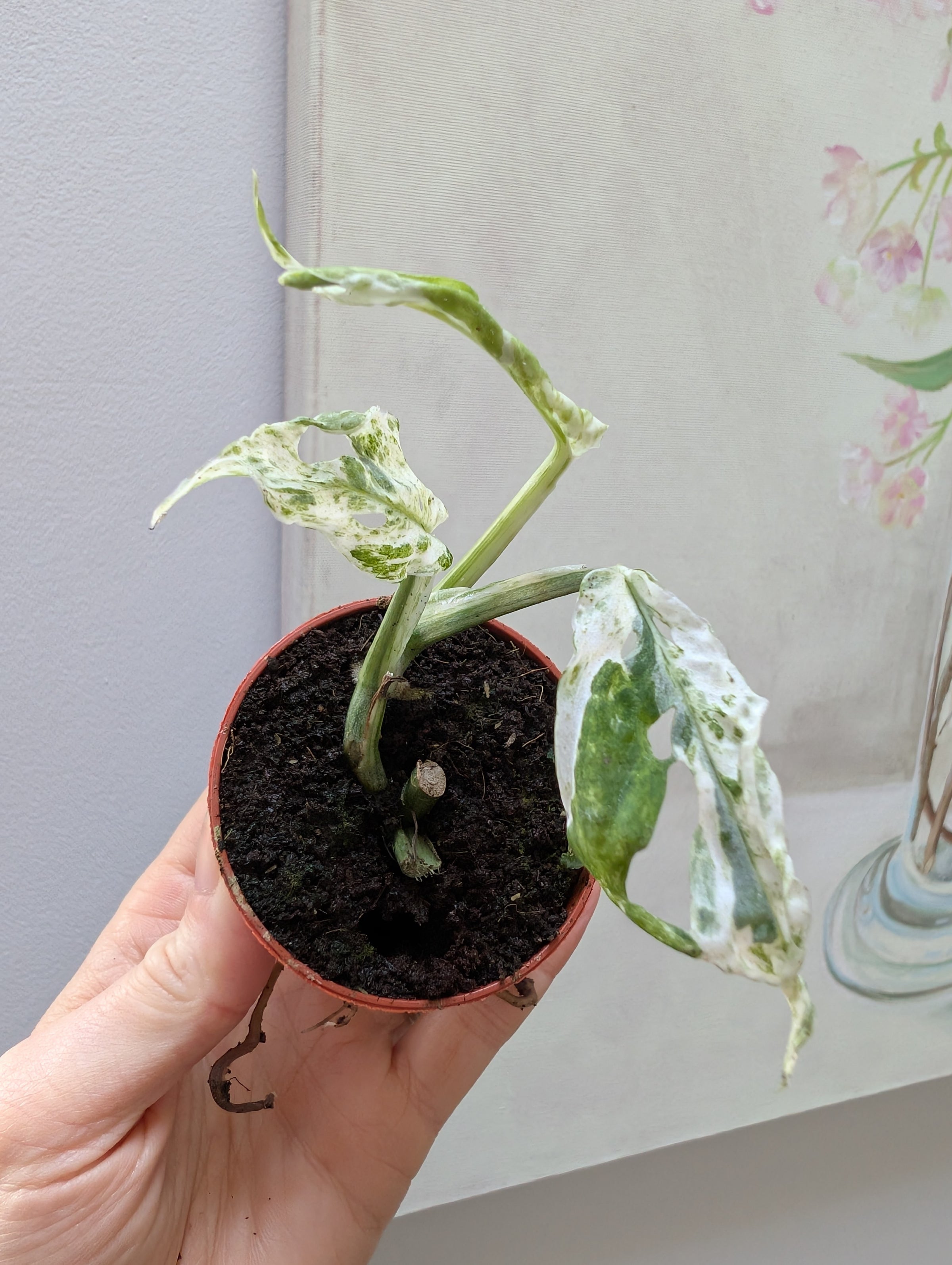 Monstera Adansonii Frozen Freckles | Fox Botanics