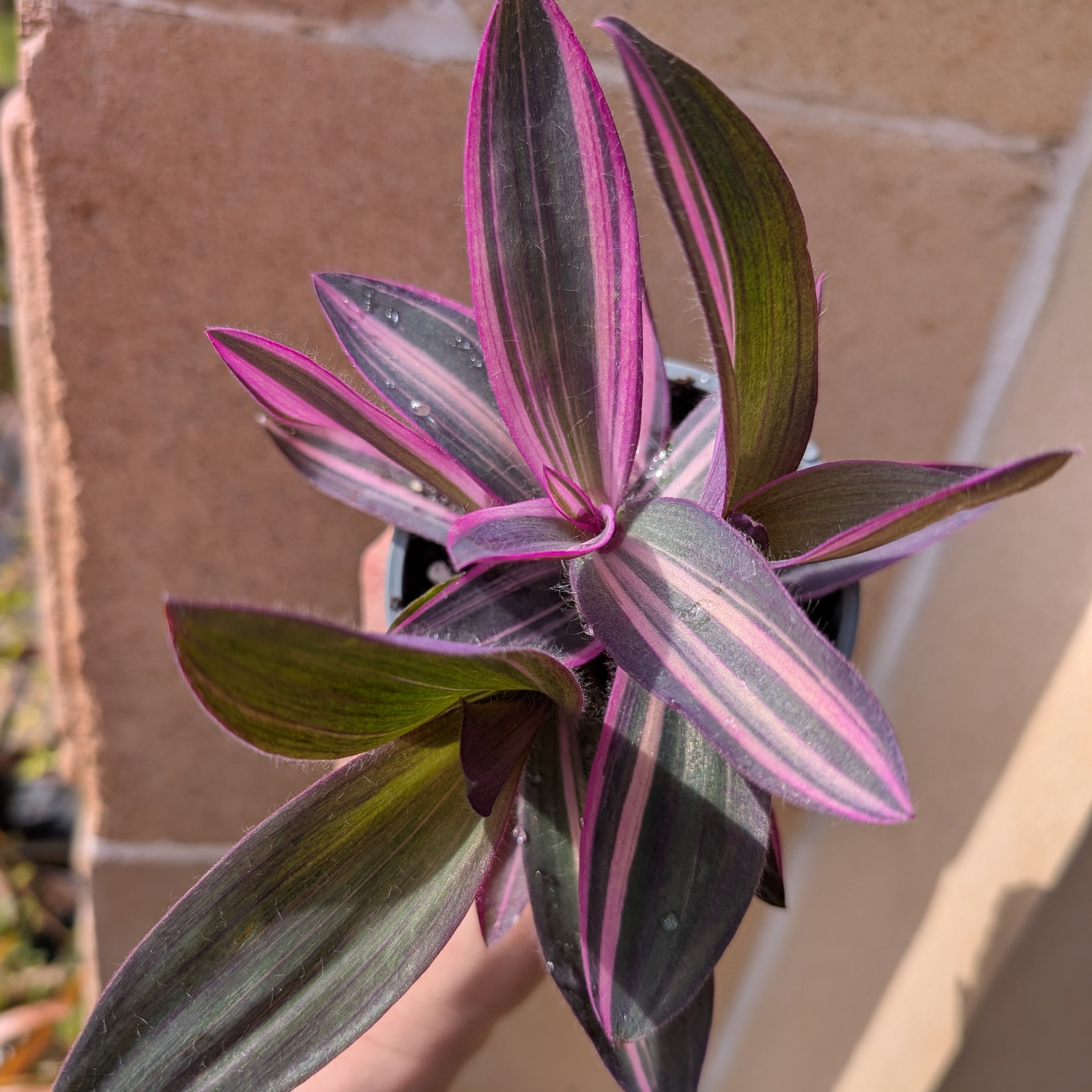 Tradescantia Pallida Pink Stripe | Fox Botanics