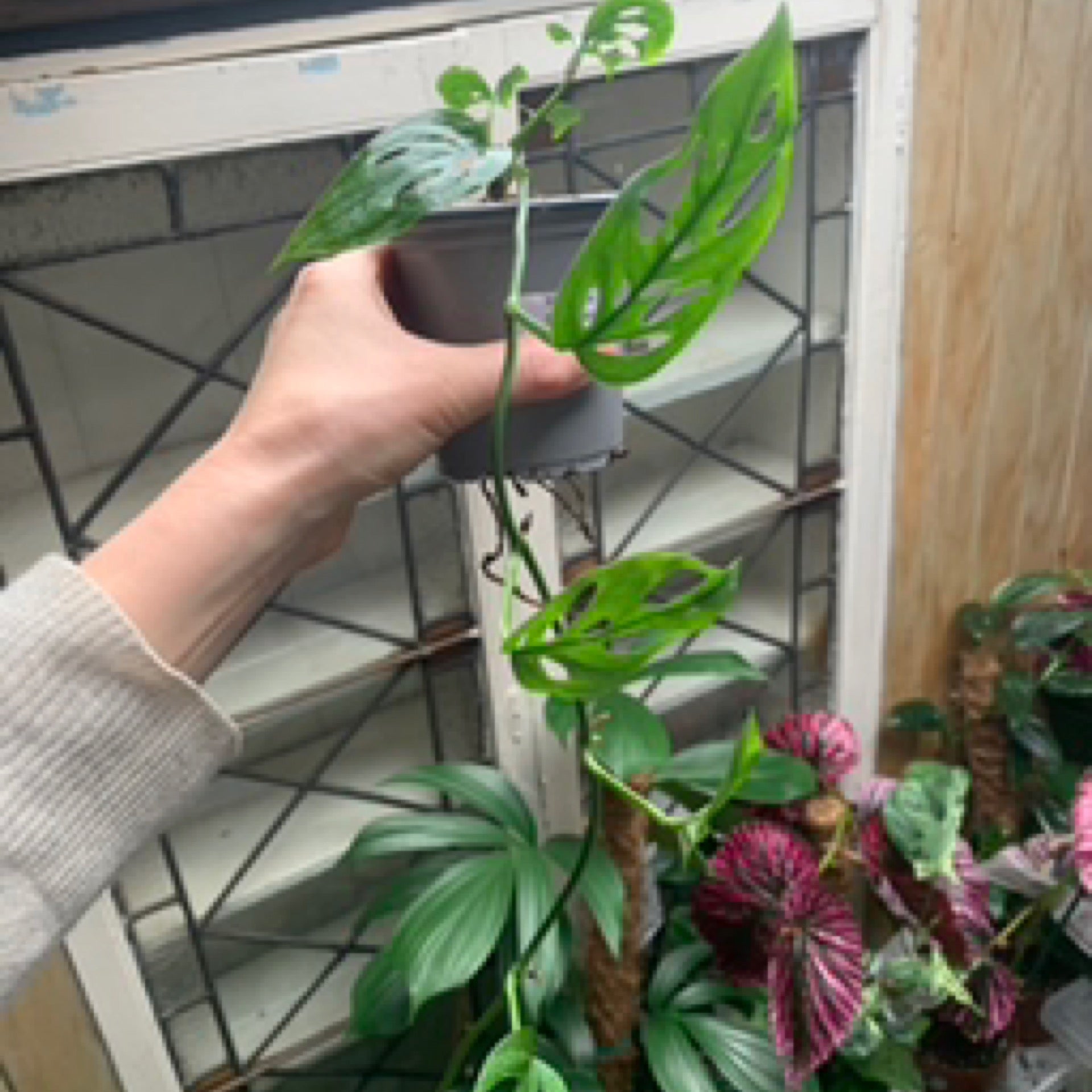 Monstera Esqueleto | Fox Botanics