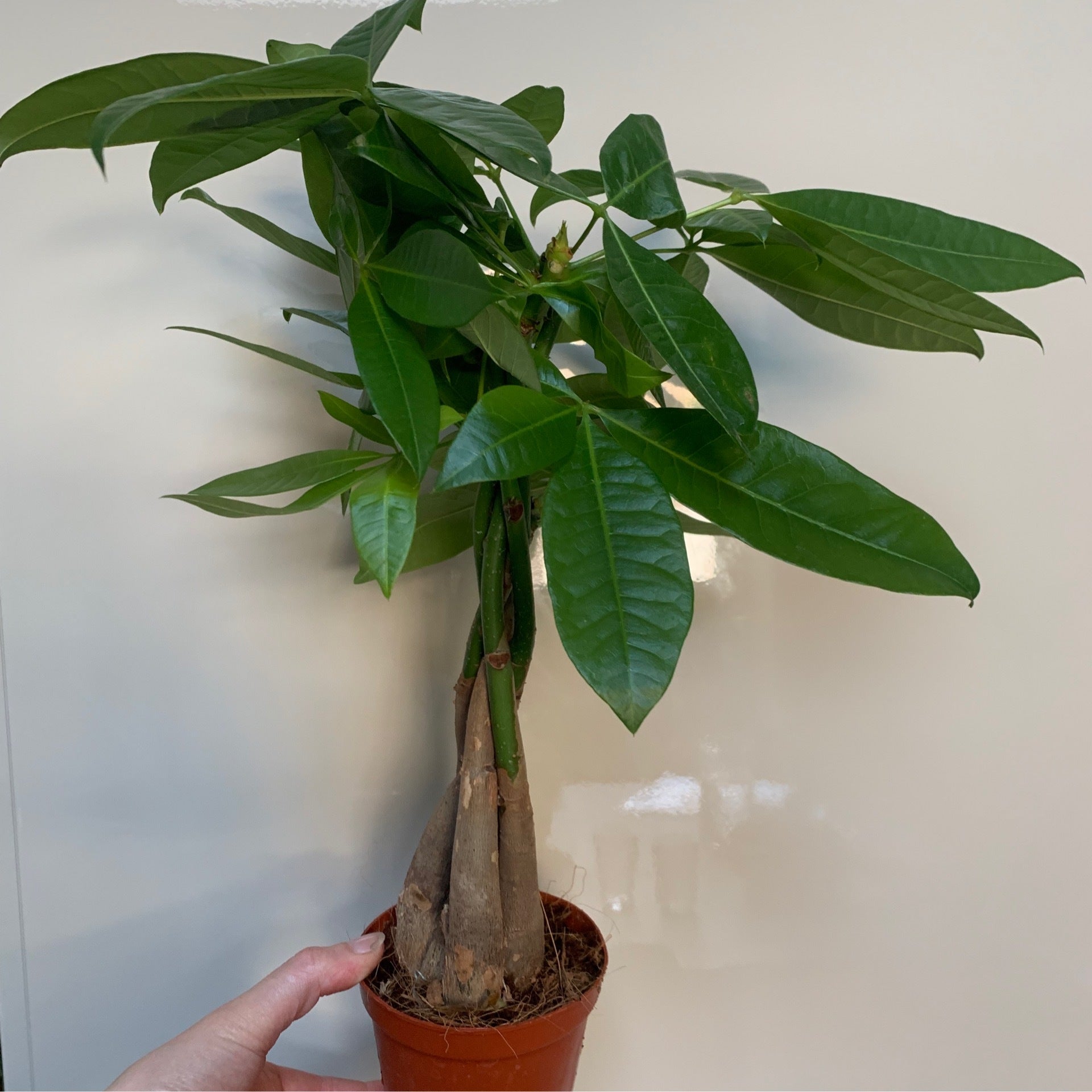 Pachira Aquatica ‘money tree’ pet safe Fox Botanics