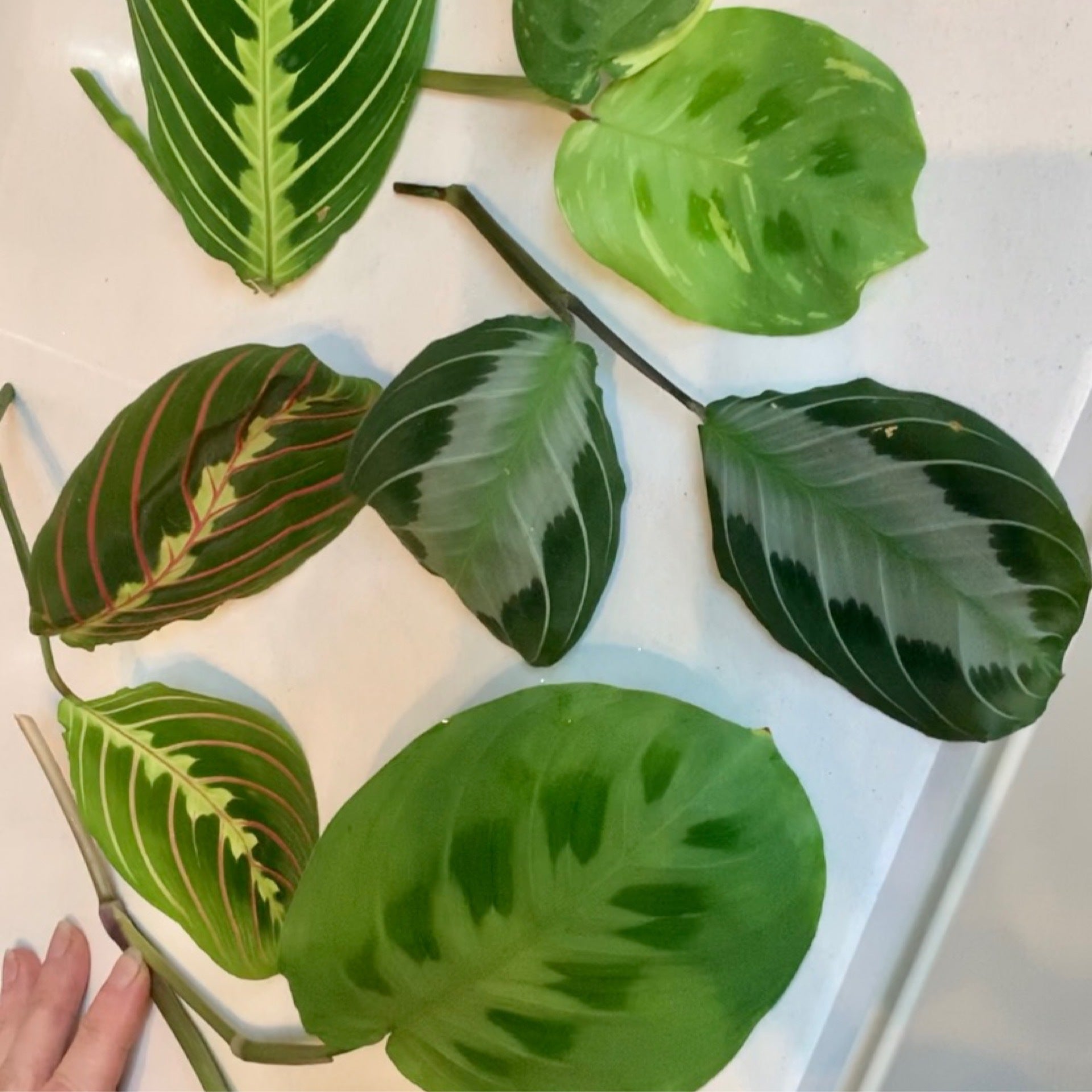 Maranta 5 Varieties Cuttings Pack 