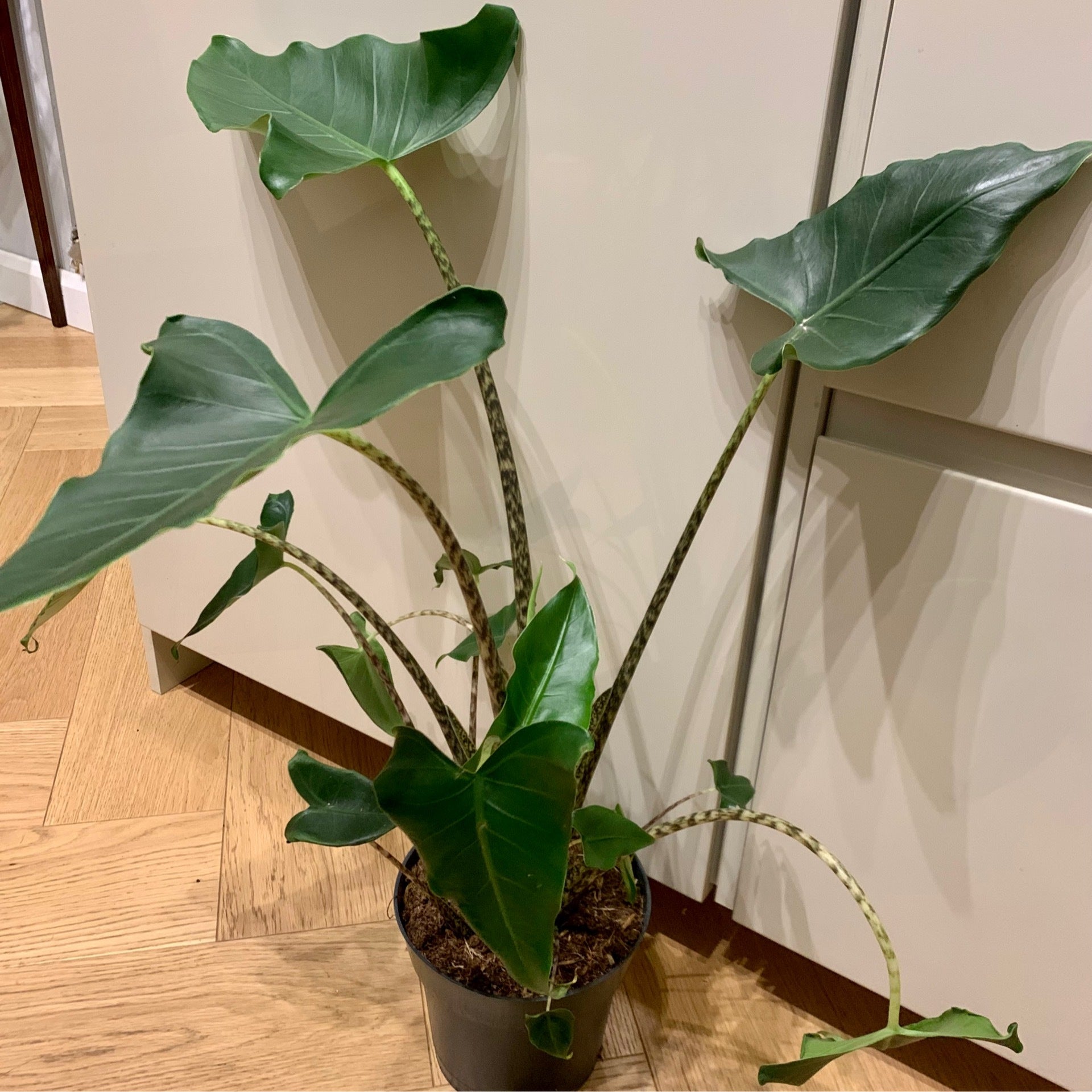 Alocasia Zebrina 'Siberian Tiger' | Fox Botanics