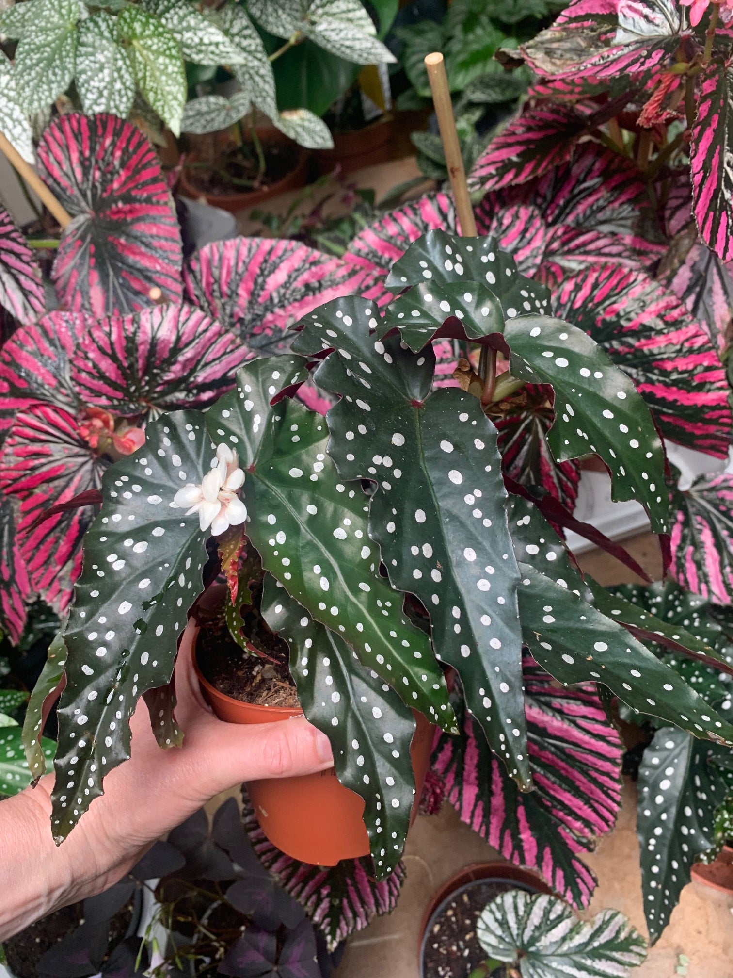 Begonia discount